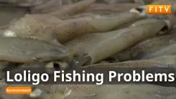 What Are The Problems Facing The Falklands' Loligo Fishing Industry?