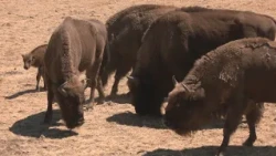 The bison miracle: the only area the fire couldn't destroy in the Sierra Oeste