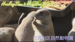 【高画質】MX2でおなじみの“ヒーリングタイム＆ヘッドラインニュース” 「江戸川区自然動物園」編をお届けします