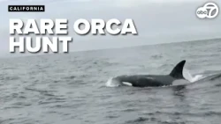 Pod of orcas seen hunting dolphins