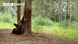 Grizzly Bears Enjoy A Back Scratch! | 20 Years of Planet Earth II | BBC Earth