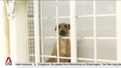 Animal welfare: Shelters welcome new guidelines but flag resource constraints