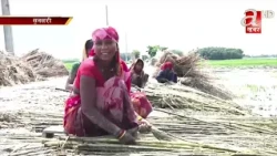 सुनसरीका किसान जुटखेतीतर्फ आकर्षित