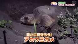 [Get to Know Miyazaki] Japan's Treasure: Let's Protect the Loggerhead Sea Turtle (Broadcast on Au...