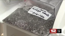 Seeds from Hiroshima: Trees that survived atomic bomb find new life in Chesterfield