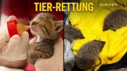 Die Geschichte dieser Kätzchen geht ans Herz