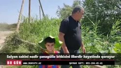 Salyanda sanagulle