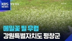 메밀꽃 필 무렵 [뉴스광장 영상] / KBS 2026.09.12.