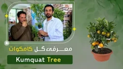 معرفی درخت کامکوات در یک گلفروشی پروان دو، کابل