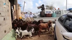 Foot-and-Mouth Disease: Dozens of livestock perish as authorities approve a plan to contain the o...