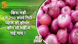 Mandi Khabar: In which market did onion prices drop by ₹250... and where did prices rise? | DD Kisan