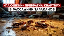 "Hoarder" turns apartment into a cockroach breeding ground