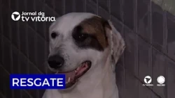 Quem cometer maus-tratos contra animais agora vai ter que arcar com tratamento e resgate