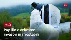 Ticino agriculture: the fight against new invasive insects | Falò | RSI
