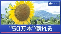 500,000 Sunflowers: Summer Landmark Collapses… Why Visitors Are Still Smiling [Super J Channel] (...