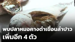 4 More Blackchin Tilapia Found in Lam Pao Dam | Evening News | Sep 12, '26