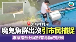大埔林村河現魔鬼魚群　引市民捕捉　專家稱部分尾部有毒　籲市民勿接觸｜香港新聞｜無綫新聞｜TVB News｜2026/09/04