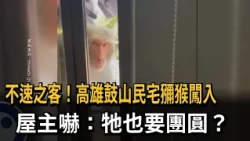 Uninvited guest! Macaque breaks into home in Gushan, Kaohsiung; owner terrified: Is it looking fo...