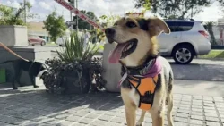 St. Roch Market to host dog adoption event