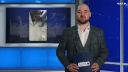 Молодого гималайского медведя поймали на Эгершельде во Владивостоке