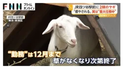 「かわいくて癒やされる」なぜ都心にヤギが？　雑草を食べてもらうため12月まで“勤務中”　東京・四ツ谷駅前（2026年10月20日）