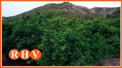 AVA-ASAJA alerta de l’envelliment del camp valencià