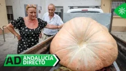 Andalucía directo | Viernes 4 de septiembre