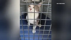 Second cat hoarding case in two weeks keeps Central Pa. rescue busy, rescuers say awareness is worki