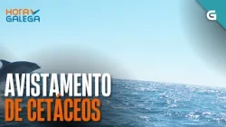 Avistamento CETÁCEOS | HORA GALEGA