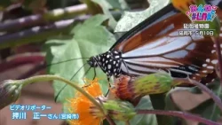 #Link With Everyone: June 2026 Monthly Award - "Chestnut Tiger Butterflies at Nobeoka Botanical G...