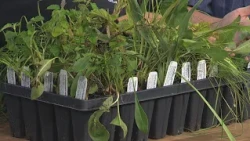 New Day Cleveland: Native Plant Kits with Cuyahoga Soil & Water Conservation District