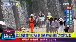Tourists Suspected of Touching Sea Turtle in Xiaoliuqiu Questioned by Coast Guard, Face Potential...