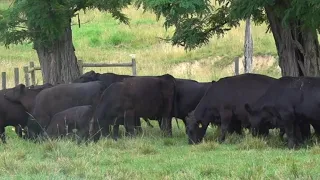 Pennsylvania farmers raise concerns over rising beef prices