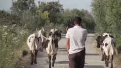 A life among the Berrendas: Alberto's dream come true | Extremadura Territory