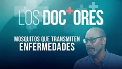‘Los Doctores’: Mosquitos que transmiten enfermedades