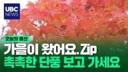 [오늘의울산]가을이 왔어요..촉촉한 단풍 보고 가세요