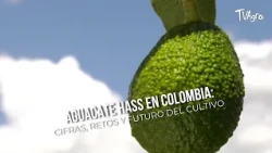 Hass Avocado in Colombia: Figures, Challenges, and the Future of Cultivation - TvAgro by Juan Gon...