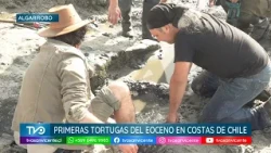 U. de Chile paleontologists identify the first Eocene sea turtles in the Chilean Pacific