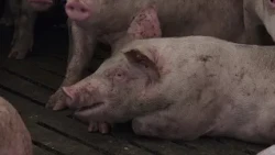 Afrička kuga svinja ostavila posledice