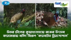 উত্তর চীনের কুয়াংতোংয়ে রঙের উৎসব, ক্যামেরায় বন্দি বিরল ‘ক্যাবটস ট্র্যাগোপান' | Biggan O Prokriti