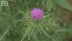 Invasive "Bull Thistle" Spreading: Beautiful Flowers with Dangerous Spikes—Pierces Work Gloves; S...