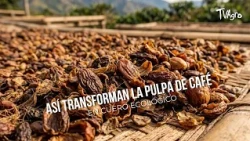 How They Transform Coffee Pulp into Eco-Friendly LEATHER - TvAgro by Juan Gonzalo Angel