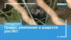 First-Ever Snowy Owl Chicks Born at Grodno Zoo