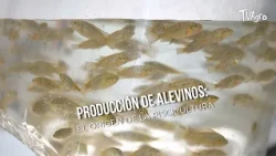 Fish Fry Production: The Origin of Fish Farming - TvAgro by Juan Gonzalo Angel