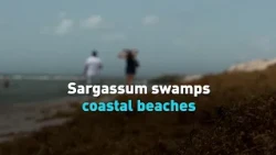 Sargassum swamps coastal beaches