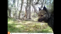 Feral Dogs: Landscapes and Mental Maps