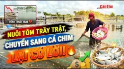 Struggling with shrimp farming, switching to pompano turns a profit | CT-TDT