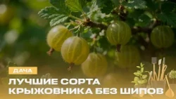 08/08/26 dacha