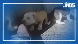 Dogs rescued from hot van