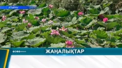 LOTUSES IN ATYRAU CATCH RESIDENTS' ATTENTION